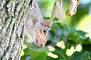 Squirrel head