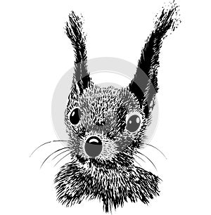 Squirrel head vector animal illustration for t-shirt