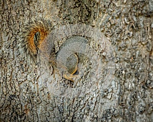 Squirrel hidden between a tree trunk with bushy tail