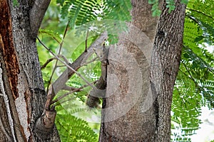 Squirrel hiding and looking at the camera