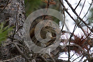 Squirrel hiding in a tree and eating some nuts