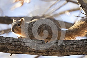 Squirrel Hiding in a Tree in Spring