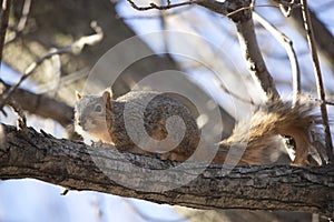 Squirrel Hiding in a Tree in Spring