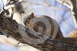 Squirrel Hiding in a Tree in Spring