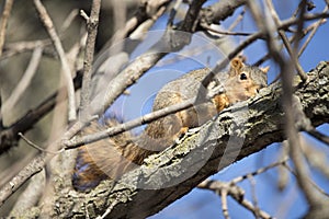 Squirrel Hiding in a Tree in Spring