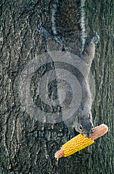 Squirrel Holding Corn