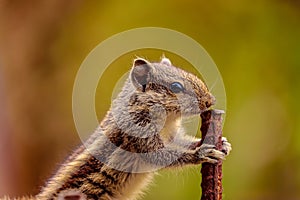 Squirrel Holding metal rode