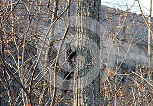 Squirrel holding a nut in his teeth on a tree