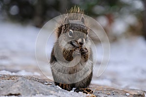 Squirrel holding nut in winter.