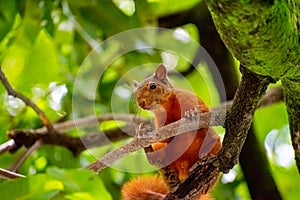 Squirrel holding on to a tree branch. Park of La Bailarina, Medellin.