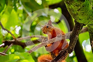 Squirrel holding on to a tree branch. Park of La Bailarina, Medellin. photo
