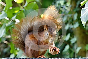 squirrel holds a cracked walnut