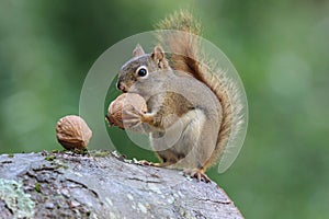 Squirrel Holds a Nut