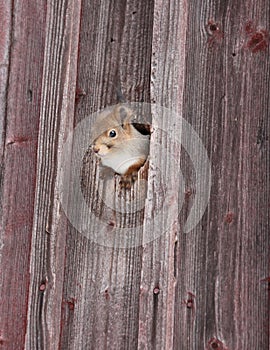 Veverička v diera 