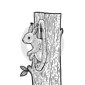 squirrel in a hollow sketch vector illustration