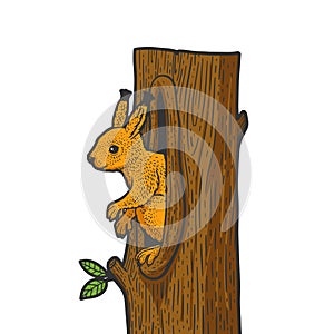 squirrel in a hollow sketch vector illustration