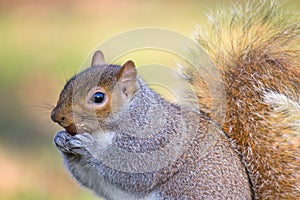 Squirrel in hyde park