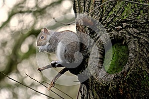 Squirrel at Hyde Park photo