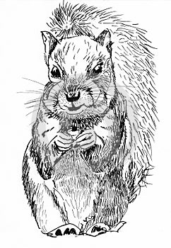 Squirrel illustration hand drawn