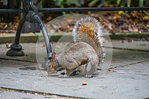 Squirrel image