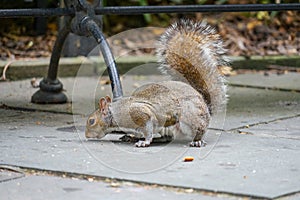 Squirrel image