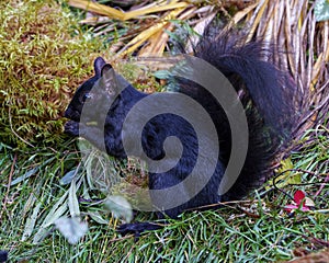 Squirrel Image and Photo. Black Squirrel close-up profile side view standing on foliage and moss eating with background