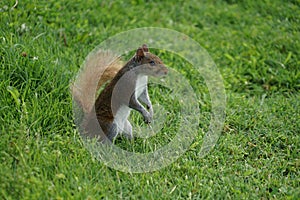 Squirrel image standing in grassland