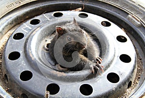 A squirrel inside a tire