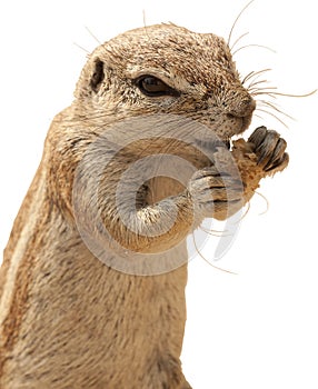 Squirrel isolated on white background