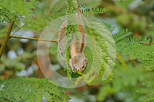 Squirrel in its nature, natural