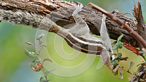 Squirrel in its nature, natural, animal