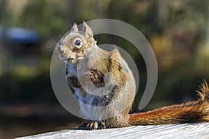 Squirrel at Jacques Cartier National Park. Quebec. Canada.