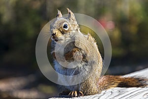 Squirrel at Jacques Cartier National Park. Quebec. Canada.