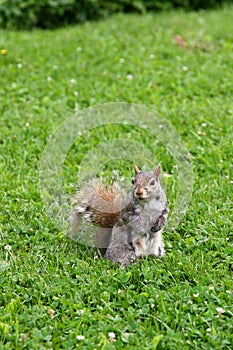 A squirrel at Jardin Botanique photo