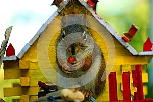 Squirrel Joins for Breakfast