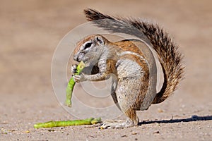 Squirrel, Kalahari, South Africa
