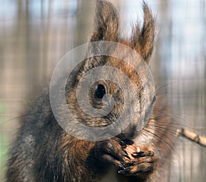 Squirrel keeping the nut portrait
