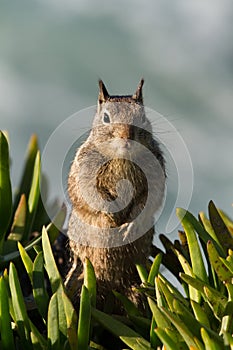 Squirrel on the La Jolla coast