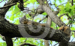 A squirrel on a large branch of a tree showing his cute face.