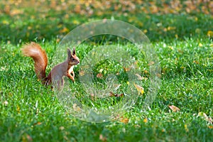 Squirrel on lawn