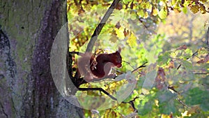 Squirrel in Lazienki Park in Warsaw city, Poland