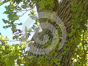 Squirrel in leafy tree in Cape Town South Africa 2 photo