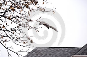 Squirrel leaps to tree branches