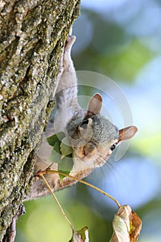 Squirrel & leaves