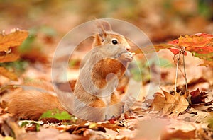 Squirrel in leaves