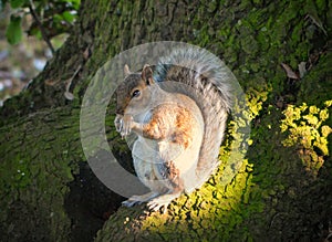 Squirrel licking it`s hand photo