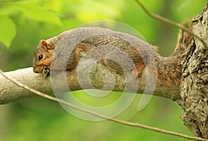 Squirrel