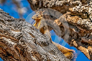 Squirrel in Littleton, Colorado sitting on a tree
