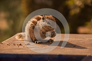 A squirrel at Lodhi Garden