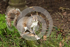 Squirrel on a log